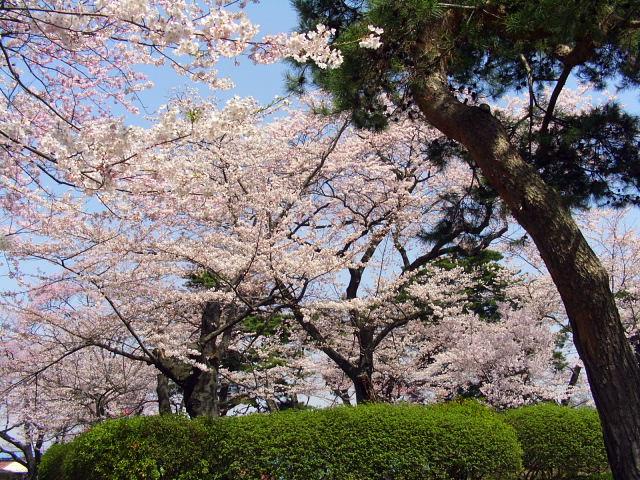 奥州市のさくら(桜）2008 2008/04/15
