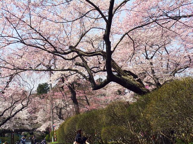 奥州市のさくら(桜）2008 2008/04/15