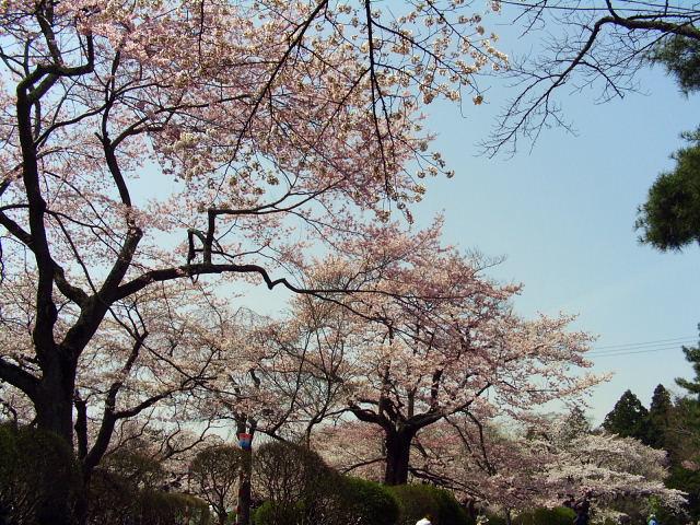 奥州市のさくら(桜）2008 2008/04/15
