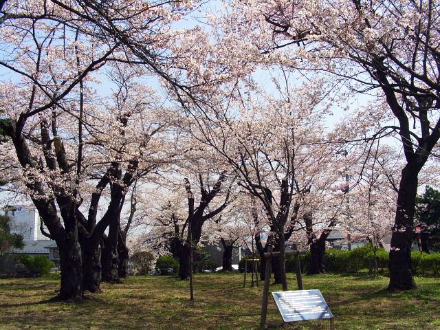 奥州市のさくら(桜）2008 2008/04/15