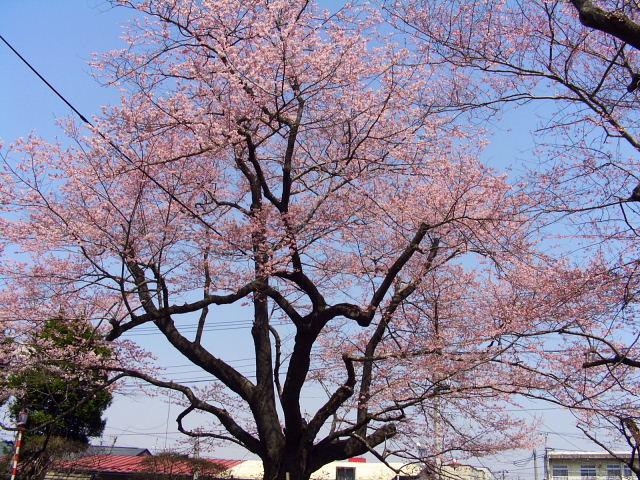 奥州市のさくら(桜）2008 2008/04/15