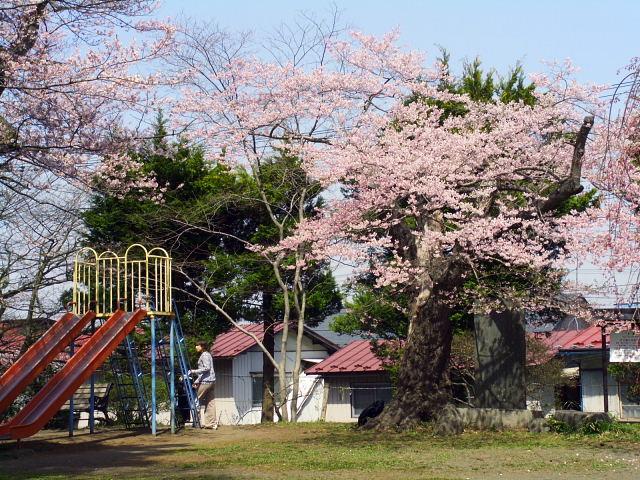 奥州市のさくら(桜）2008 2008/04/15