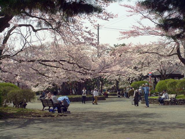 奥州市のさくら(桜）2008 2008/04/15