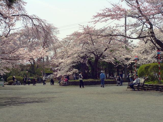 奥州市のさくら(桜）2008 2008/04/15
