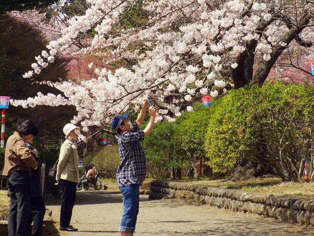 奥州市のさくら(桜）2008 2008/04/15