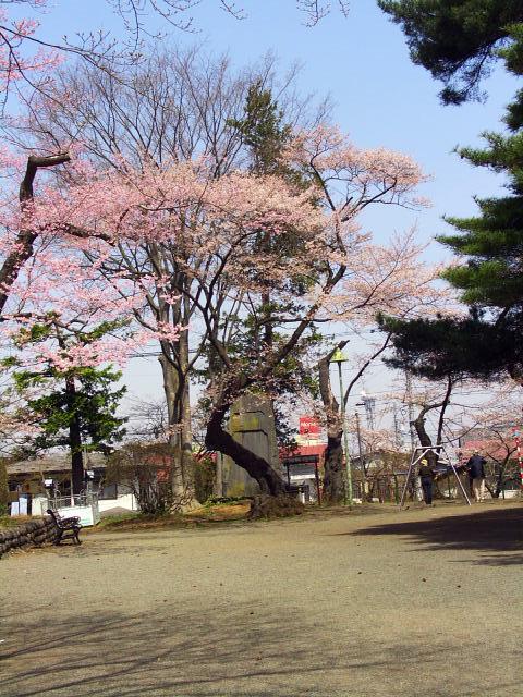奥州市のさくら(桜）2008 2008/04/15