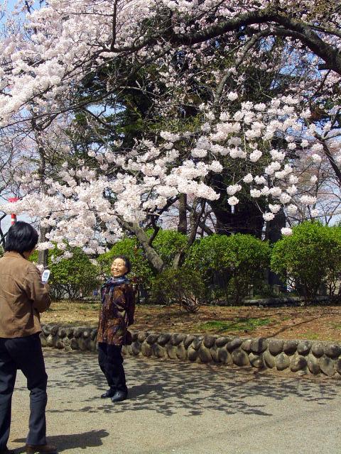 奥州市のさくら(桜）2008 2008/04/15