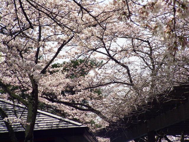 奥州市のさくら(桜）2008 2008/04/15