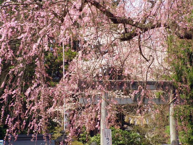 奥州市のさくら(桜）2008 2008/04/15