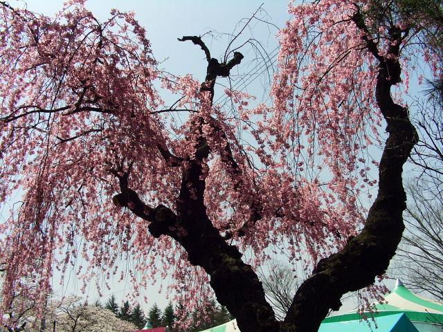 奥州市のさくら(桜）2008 2008/04/15