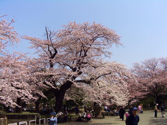 奥州市のさくら(桜）2008 2008/04/15
