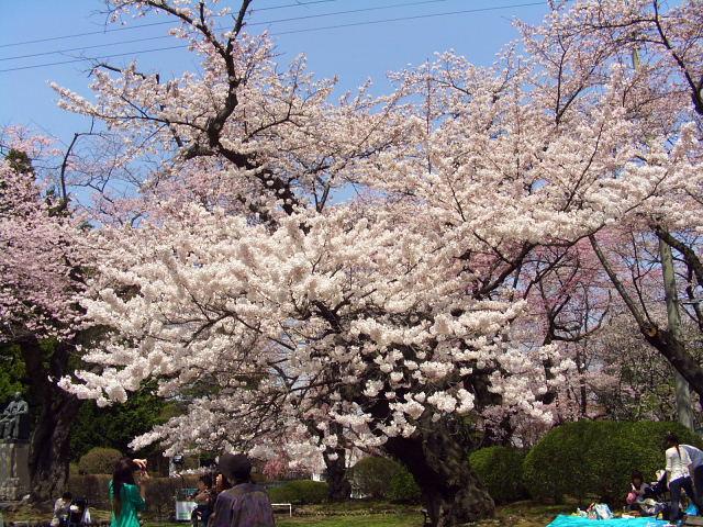 奥州市のさくら(桜）2008 2008/04/15