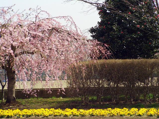 奥州市のさくら(桜）2008 2008/04/15