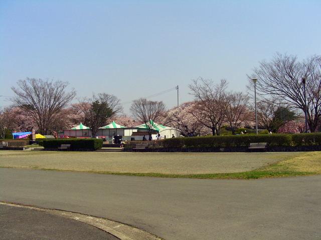 奥州市のさくら(桜）2008 2008/04/15