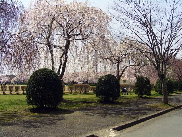 奥州市のさくら(桜）2008 2008/04/15