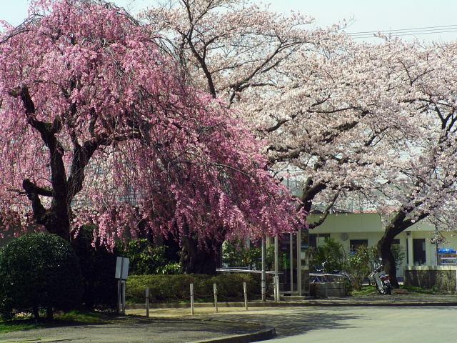 奥州市のさくら(桜）2008 2008/04/15