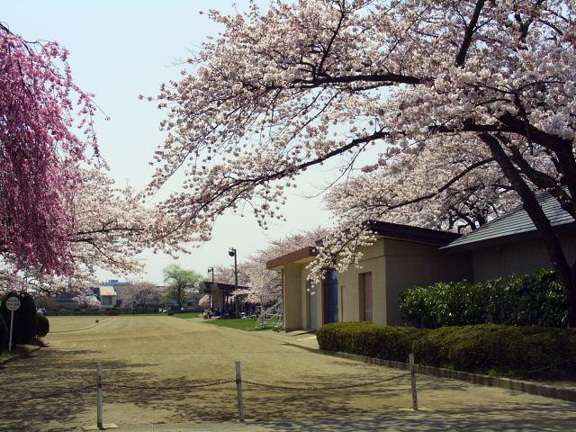 奥州市のさくら(桜）2008 2008/04/15