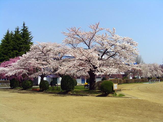 奥州市のさくら(桜）2008 2008/04/15