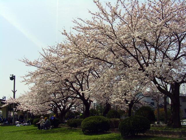 奥州市のさくら(桜）2008 2008/04/15