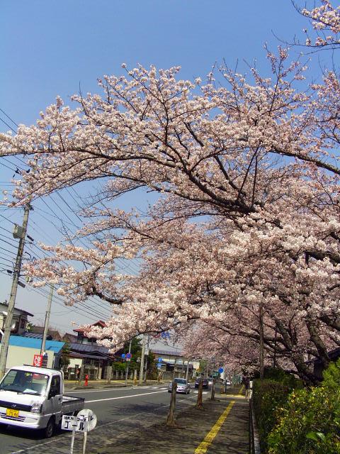 奥州市のさくら(桜）2008 2008/04/15