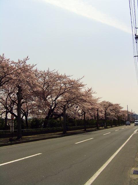 奥州市のさくら(桜）2008 2008/04/15