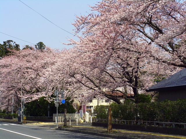 奥州市のさくら(桜）2008 2008/04/15