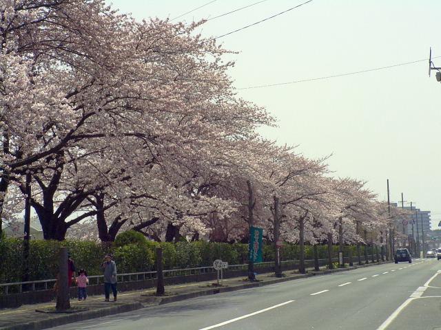 奥州市のさくら(桜）2008 2008/04/15