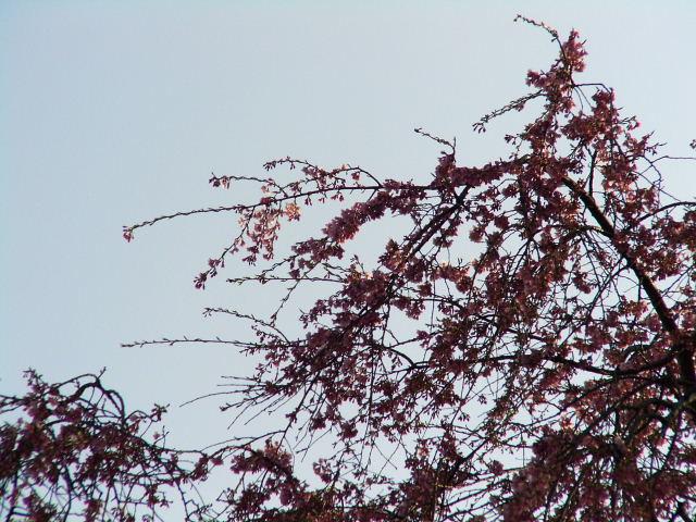 奥州市のさくら(桜）2008 2008/04/15