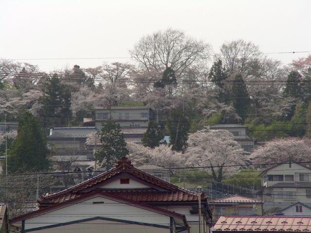 奥州市のさくら(桜）2008 2008/04/15