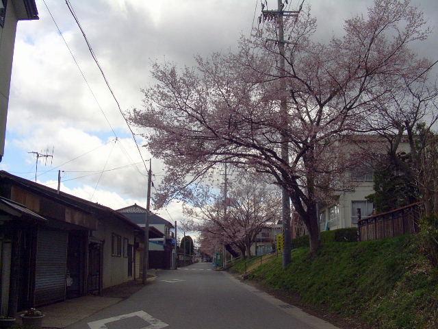奥州市のさくら(桜）2008 2008/04/15