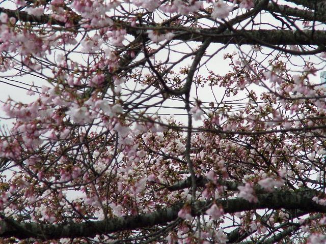 奥州市のさくら(桜）2008 2008/04/15