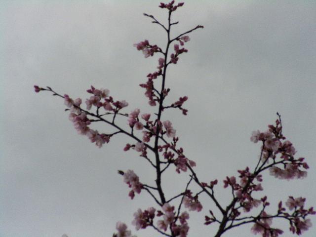 奥州市のさくら(桜）2008 2008/04/15
