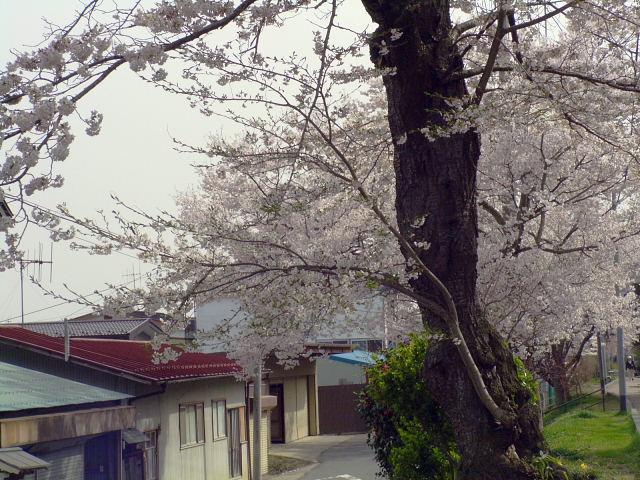 奥州市のさくら(桜）2008 2008/04/15