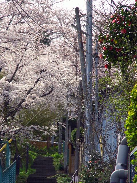 奥州市のさくら(桜）2008 2008/04/15