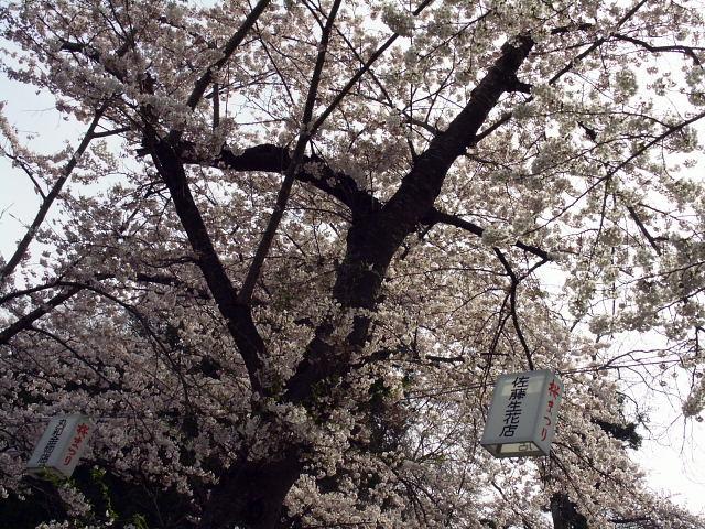 奥州市のさくら(桜）2008 2008/04/15