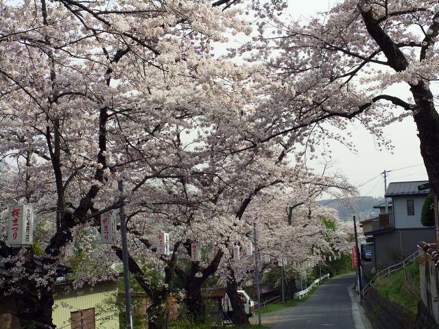 奥州市のさくら(桜）2008 2008/04/15