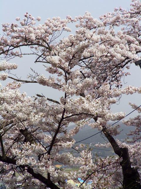 奥州市のさくら(桜）2008 2008/04/15