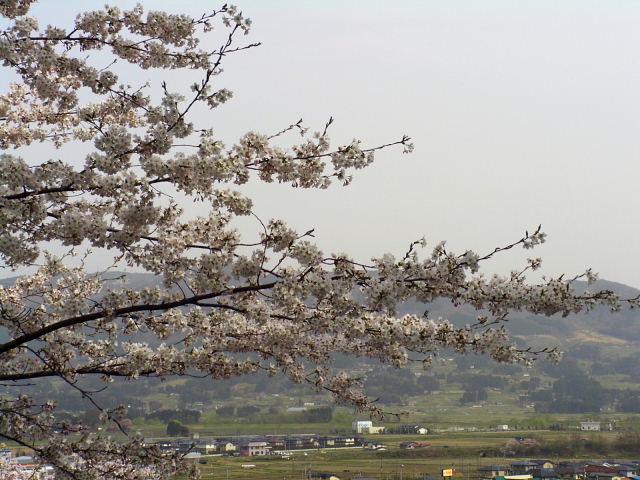 奥州市のさくら(桜）2008 2008/04/15