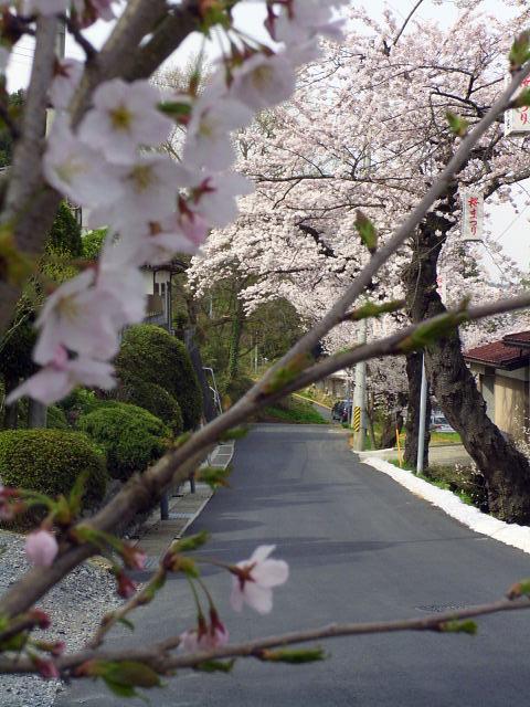 奥州市のさくら(桜）2008 2008/04/15