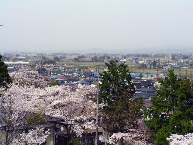 奥州市のさくら(桜）2008 2008/04/15