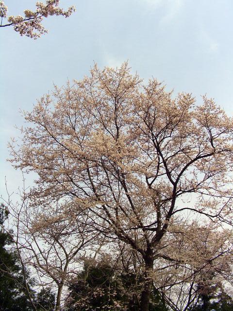 奥州市のさくら(桜）2008 2008/04/15