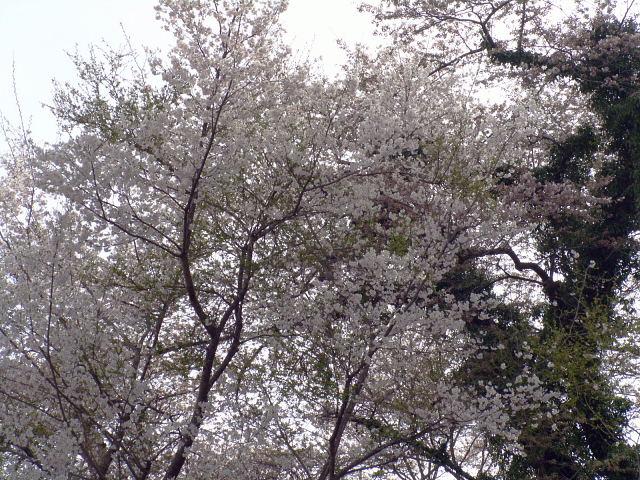 奥州市のさくら(桜）2008 2008/04/15