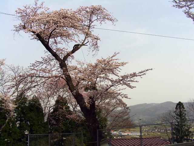 奥州市のさくら(桜）2008 2008/04/15