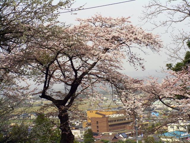 奥州市のさくら(桜）2008 2008/04/15