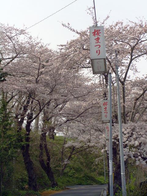 奥州市のさくら(桜）2008 2008/04/15