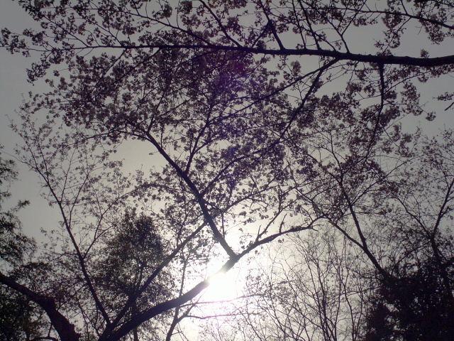 奥州市のさくら(桜）2008 2008/04/15