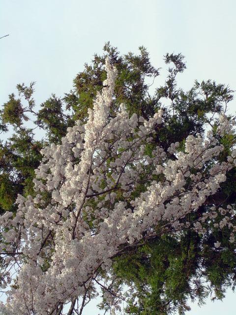 奥州市のさくら(桜）2008 2008/04/15