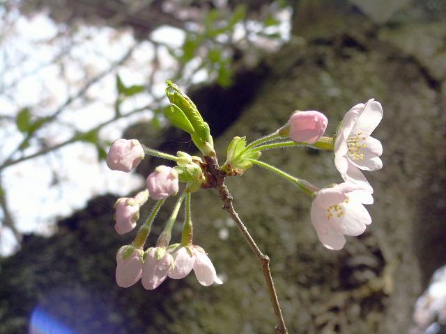 奥州市のさくら(桜）2008 2008/04/15