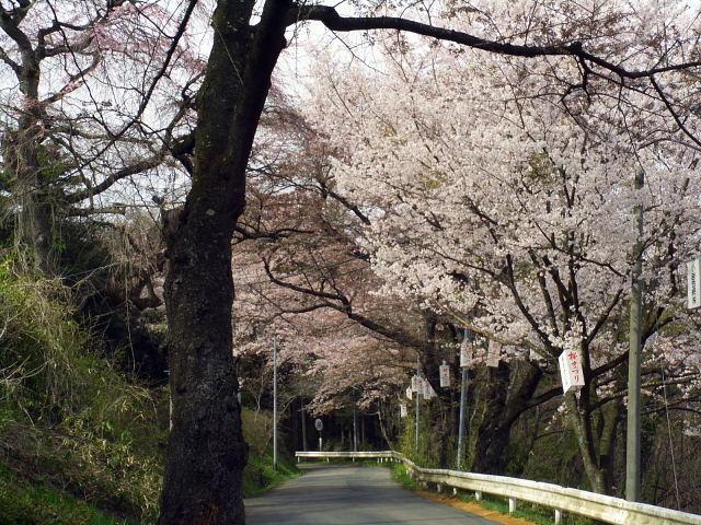 奥州市のさくら(桜）2008 2008/04/15