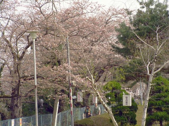 奥州市のさくら(桜）2008 2008/04/15